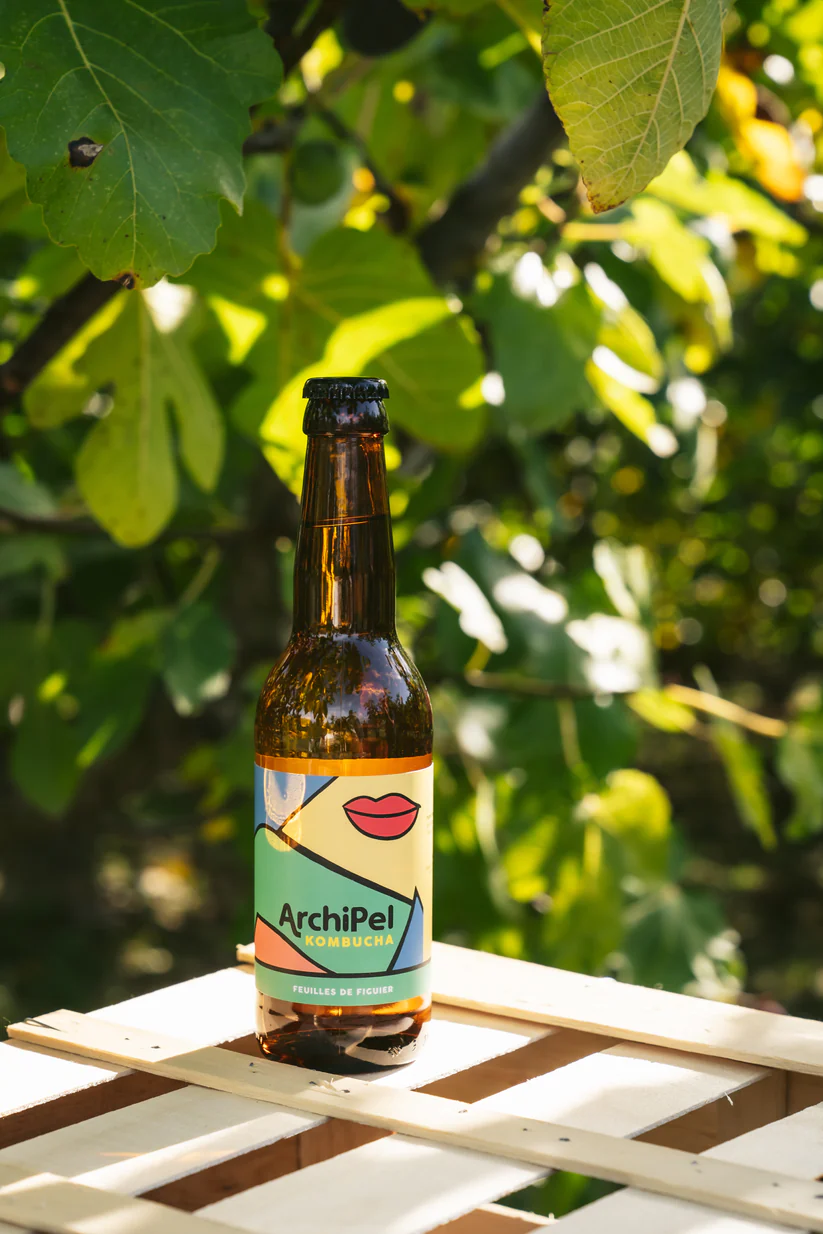 KOMBUCHA - ARCHIPEL - FEUILLES DE FIGUIER